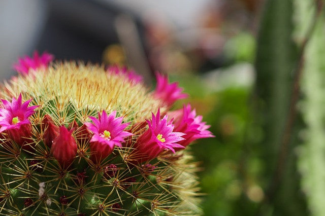 Chantilly Tea Visits Tohono Chul Park for Mother's Day!